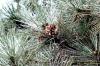 Pinus sylvestris